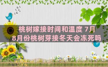 桃树嫁接时间和温度 7月8月份桃树芽接冬天会冻死吗